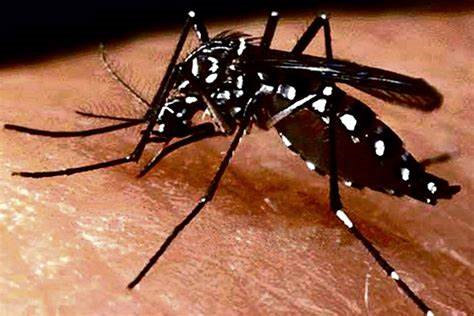 DENGUE: lo que hay que saber